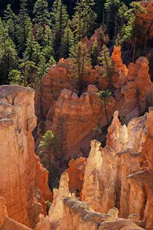 Gold: Sunrise at Bryce Canyon National Park, Utah