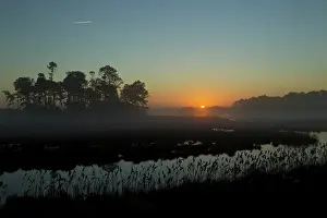 Reeds: Sunrise at Chincoteague with mist on water and reeds silhoue