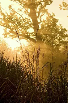 Phragmites: Sunrise - dawn lights up through mist behind reed