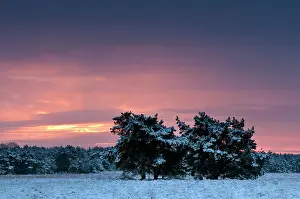 Utrechtse: Sunrise over a Dutch snow-covered landscape with forest skyl