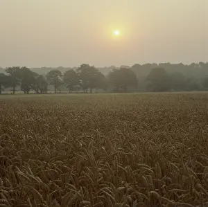 Cereals: Sunrise over a field of wheat