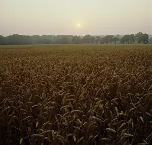 Cereals: Sunrise over a field of wheat