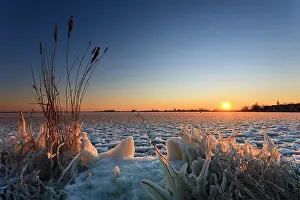 Sunray: Sunrise at frozen alkmaardermeer lake with reed and frozen plants at foreground