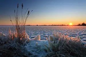 Sunray: Sunrise at frozen alkmaardermeer lake with reed and frozen plants at foreground at windy day