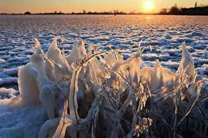 Icicles: Sunrise at frozen lake with twigs covered by icicles at foreground