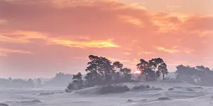Scots: Sunrise behind a group of scots Pine (Pinus syl