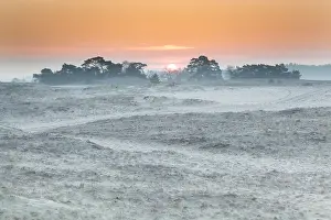 Scots: Sunrise behind a group of scots Pine (Pinus syl