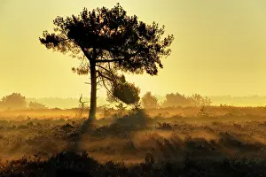 Scots: Sunrise on a heather field iluminates a Scots Pine (Pinus sy