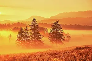 Daybreak: Sunrise High Moor Eigenried Zugerberg, Canton Zug