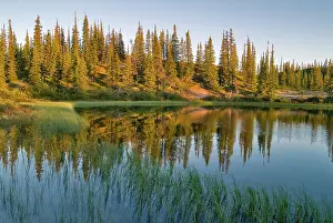 Janis: The sunrise illuminates trees on an unnamed