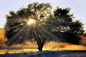 Kgalagadi: Sunrise, Kgalagadi Transfrontier National Park