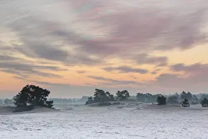 Scots: Sunrise on a landscape with Scots Pine (Pinus s