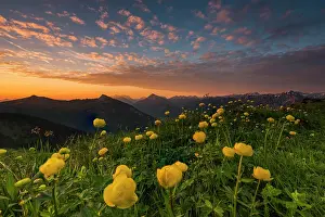 Austrian: Sunrise behind meadow with Globeflowers (Trollius