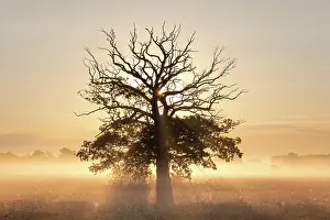 Solitaire: Sunrise, old Solitaire Oak, English oak (Quercus