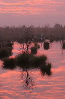 Peat: Sunrise at the Rhedener Geestmoor