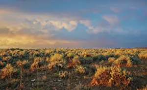 Storm: Sunrise over the sage brush landscape of Colorado's sand