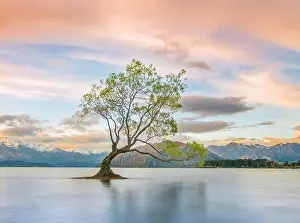 Howse: Sunrise, single tree standing in water, Lake Wanaka