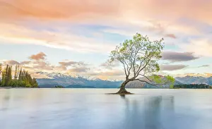 Howse: Sunrise, single tree standing in water, Lake Wanaka