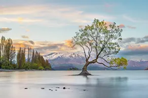 Howse: Sunrise, single tree standing in water, Lake Wanaka