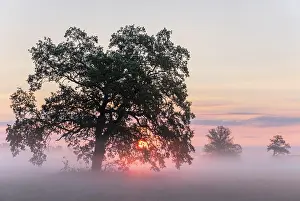 Robur: Sunrise, Solitaire Oak, English oak (Quercus robur)