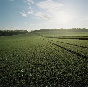 Hampshire: Sunrise over wheat crop