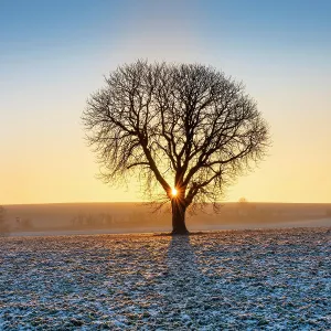 Hippocastanum: Sunrise in winter, Horse chestnut (Aesculus hippocastanum)