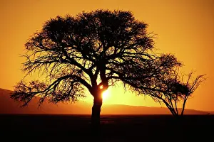 Pyramid: Sunset, Camel thorn (Vachellia erioloba) near Dune
