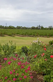 Vale: Sunset in Capel Vale Winery, Australia