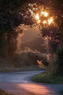 050221: Sunset in country lane - Norfolk UK