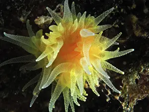 Roses: Sunset cup coral (Leptopsammia pruvoti). Dive site