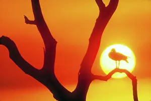 Aegyptiacus: Sunset with Egyptian goose