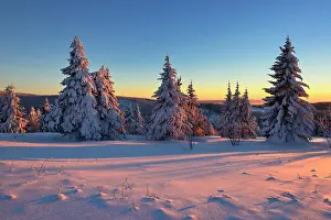Saxon: Sunset at Fichtelberg, spruces covered in snow
