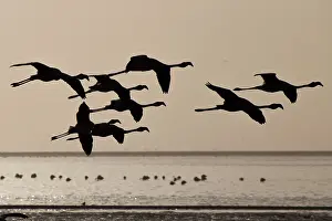310122: before sunset flamingos fly to reach protected areas where t