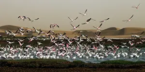 170122: before sunset flamingos reach protected areas where to spend