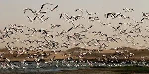 170122: before sunset flamingos reach protected areas where to spend