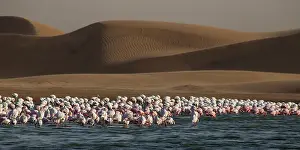 170122: before sunset flamingos reach protected areas where to spend