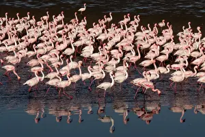 310122: Before sunset flamingos reach protected areas where to spend