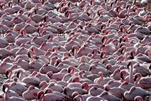 310122: before sunset flamingos reach protected areas where to spend