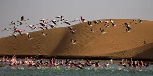 170122: before sunset flamingos reach protected areas where to spend