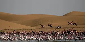 170122: before sunset flamingos reach protected areas where to spend