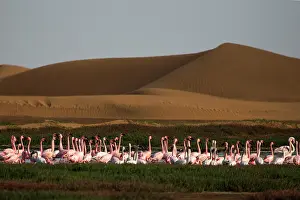 170122: before sunset flamingos reach protected areas where to spend