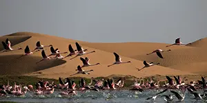 170122: before sunset flamingos reach protected areas where to spend