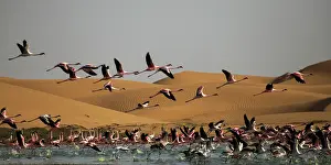 170122: before sunset flamingos reach protected areas where to spend