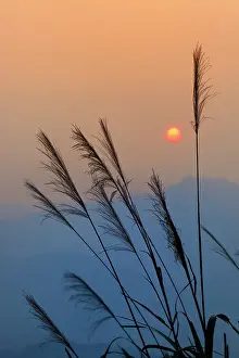 Bonsai: Sunset and grass silhouettes, near Hongcun