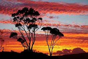 Fires: Sunset and Gum Tree, Binalong Bay, Bay of
