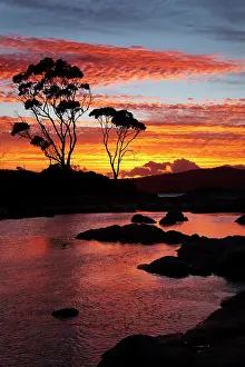 Fires: Sunset and Gum Tree, Binalong Bay, Bay of
