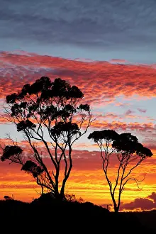 Fires: Sunset and Gum Tree, Binalong Bay, Bay of
