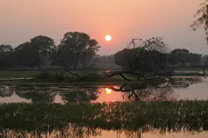Keoladeo: Sunset over Keoladeo National Park showing a wetland with trees with roosting pigeons spec