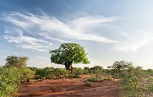 Adansonia: Sunset landscape in Tsavo-West National