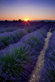 Aromatic: Sunset over lavender field near Valensole